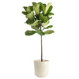 Fiddle Leaf Fig Ficus Lyrata Standard House Plant in 10-In Pot