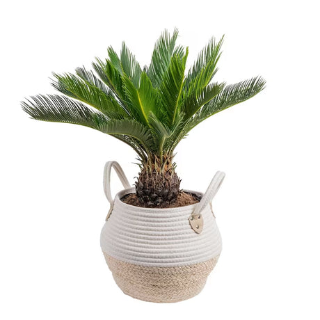 Sago Palm Tree, House Plant in 10-In Pot