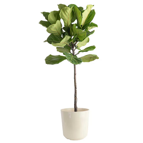 Fiddle Leaf Fig Ficus Lyrata Standard House Plant in 10-In Pot